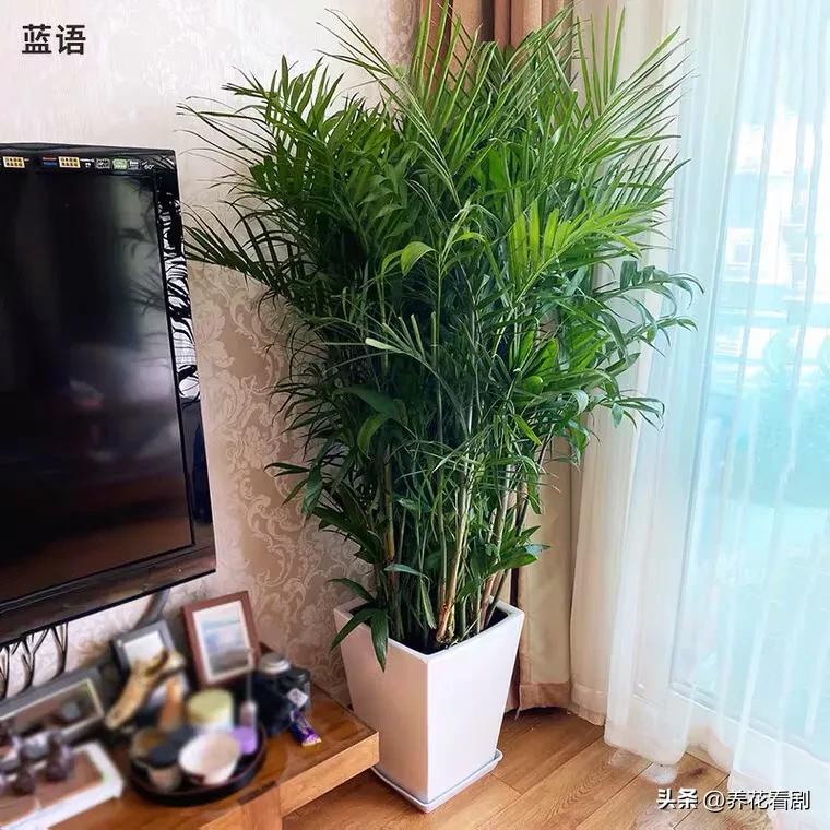 夏威夷椰子—外形似竹，俊秀飘逸，四季常绿(图5)