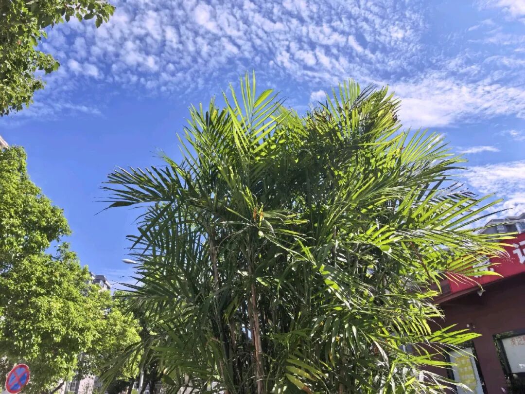 香莲路旁的夏威夷竹(图1)