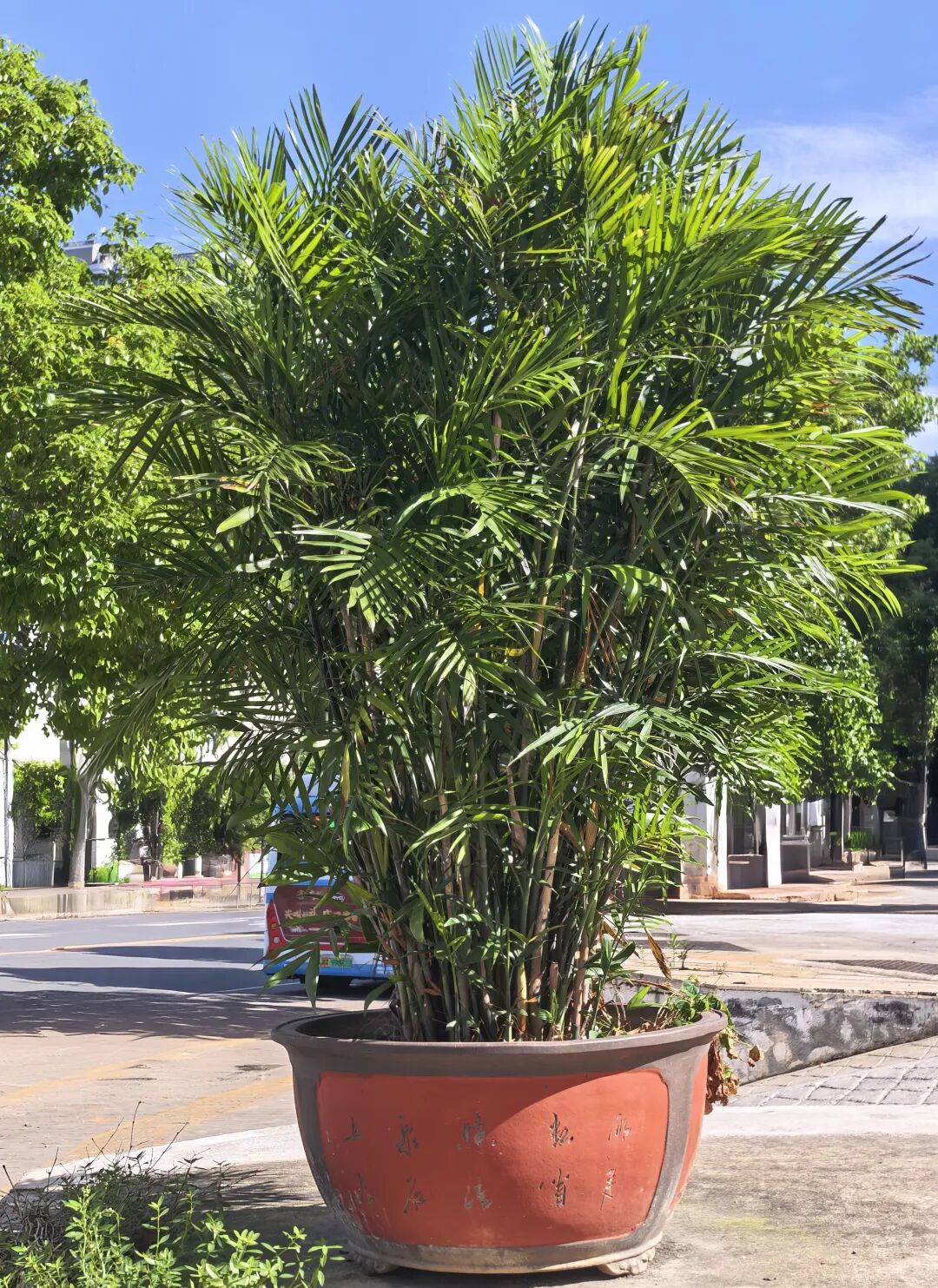 香莲路旁的夏威夷竹(图2)