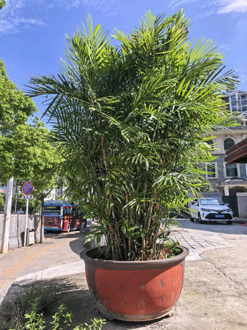 香莲路旁的夏威夷竹(图3)