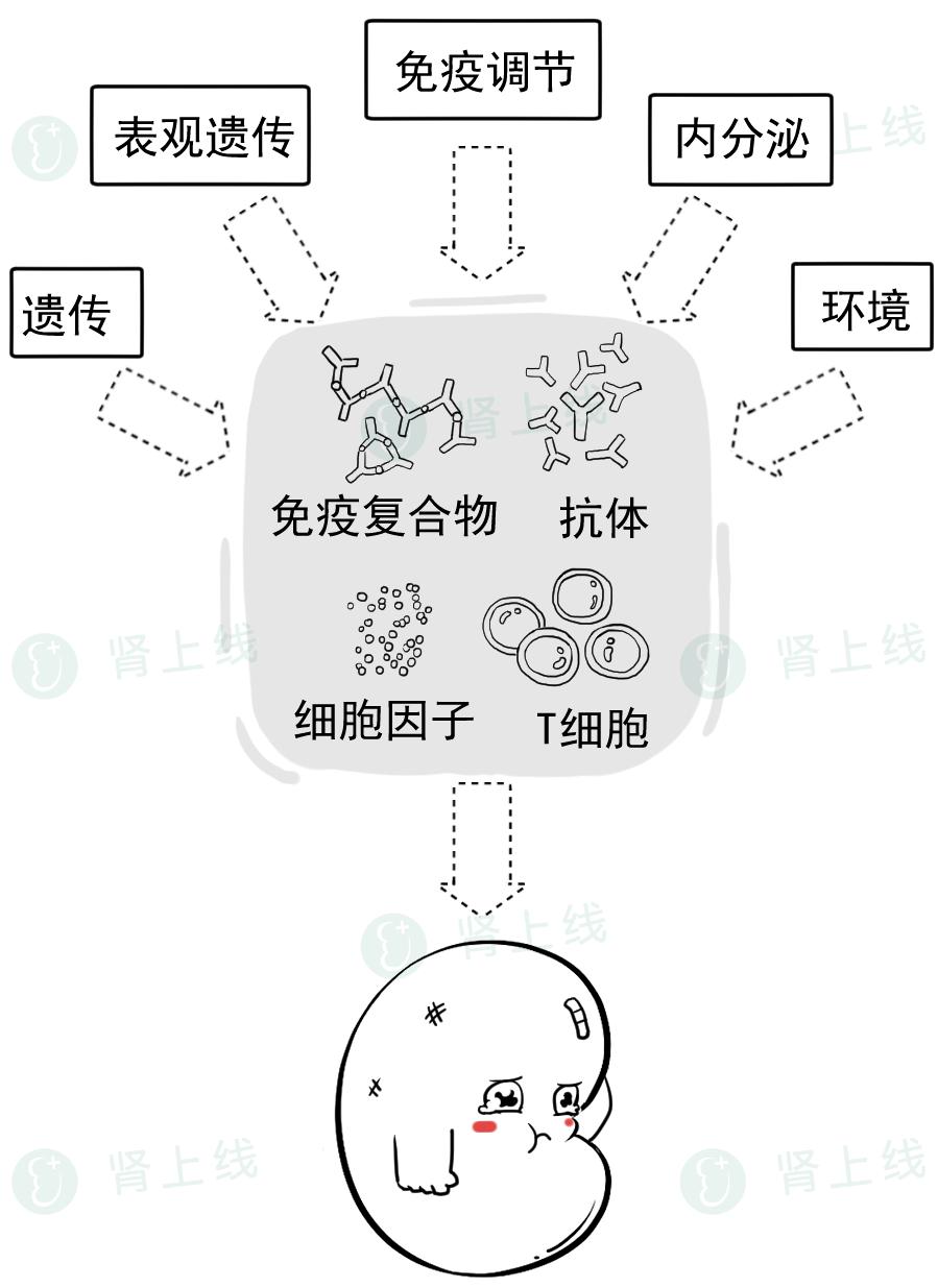 肾病不是肾虚，也不是必然得尿毒症，如何狙击“沉默的杀手”？(图11)