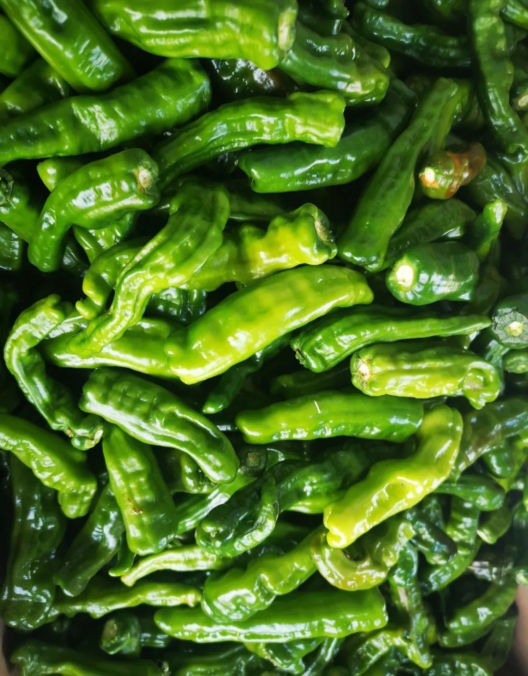 辣子鸡，为什么能为枣庄代言？(图10)