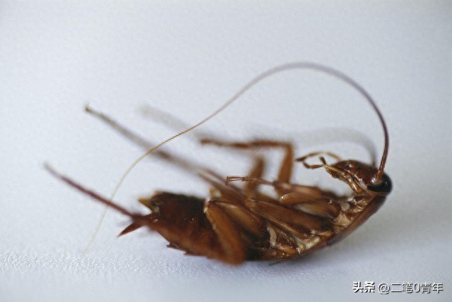 蟑螂药买了十几种为啥还是杀不绝？3个选药真相，第3个让你白花
