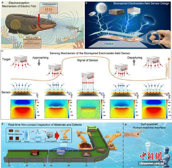 让机器学会电鳗的“隔空探测术” 西电团队研发新型仿生非接触感知技术(图2)