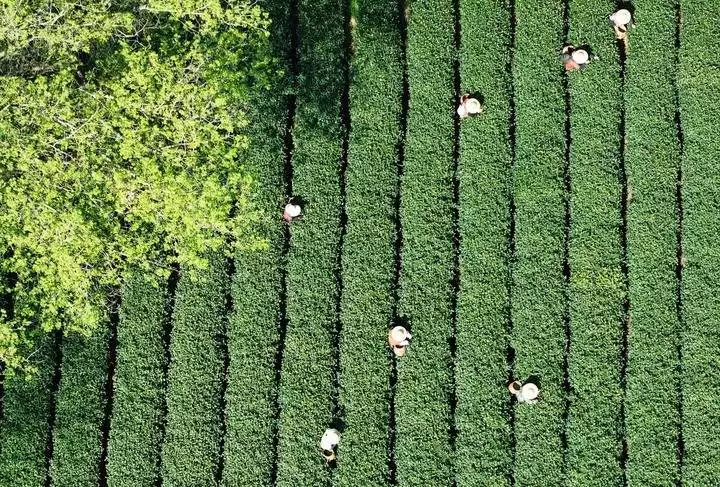 新华鲜报|国际茶日，一片树叶写传奇！(图1)