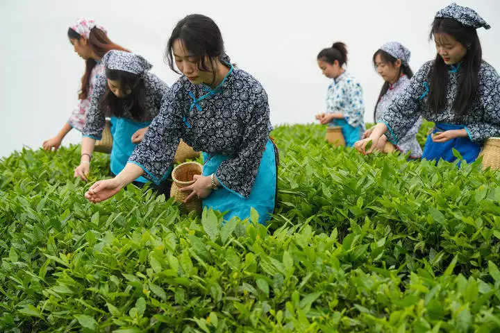 新华鲜报|国际茶日，一片树叶写传奇！(图3)
