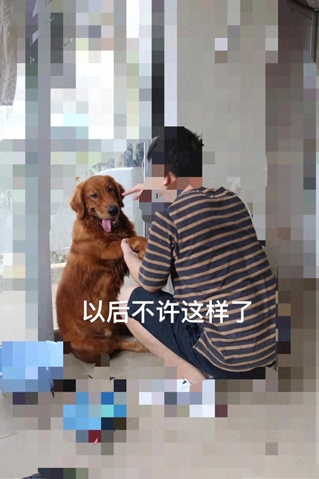 训犬1：狗狗定点上厕所完整教程