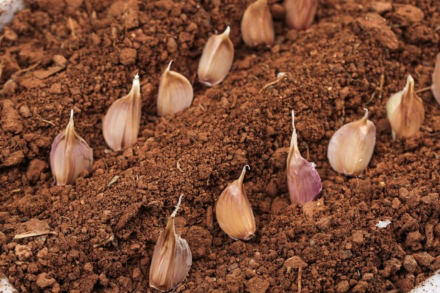 大蒜种植秘诀曝光：4个细节决定你是高产还是“白忙活”！(图2)