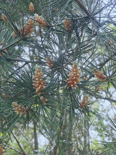 松花粉到底是个啥？我研究了三天，发现它真不是一般的“花粉”(图4)