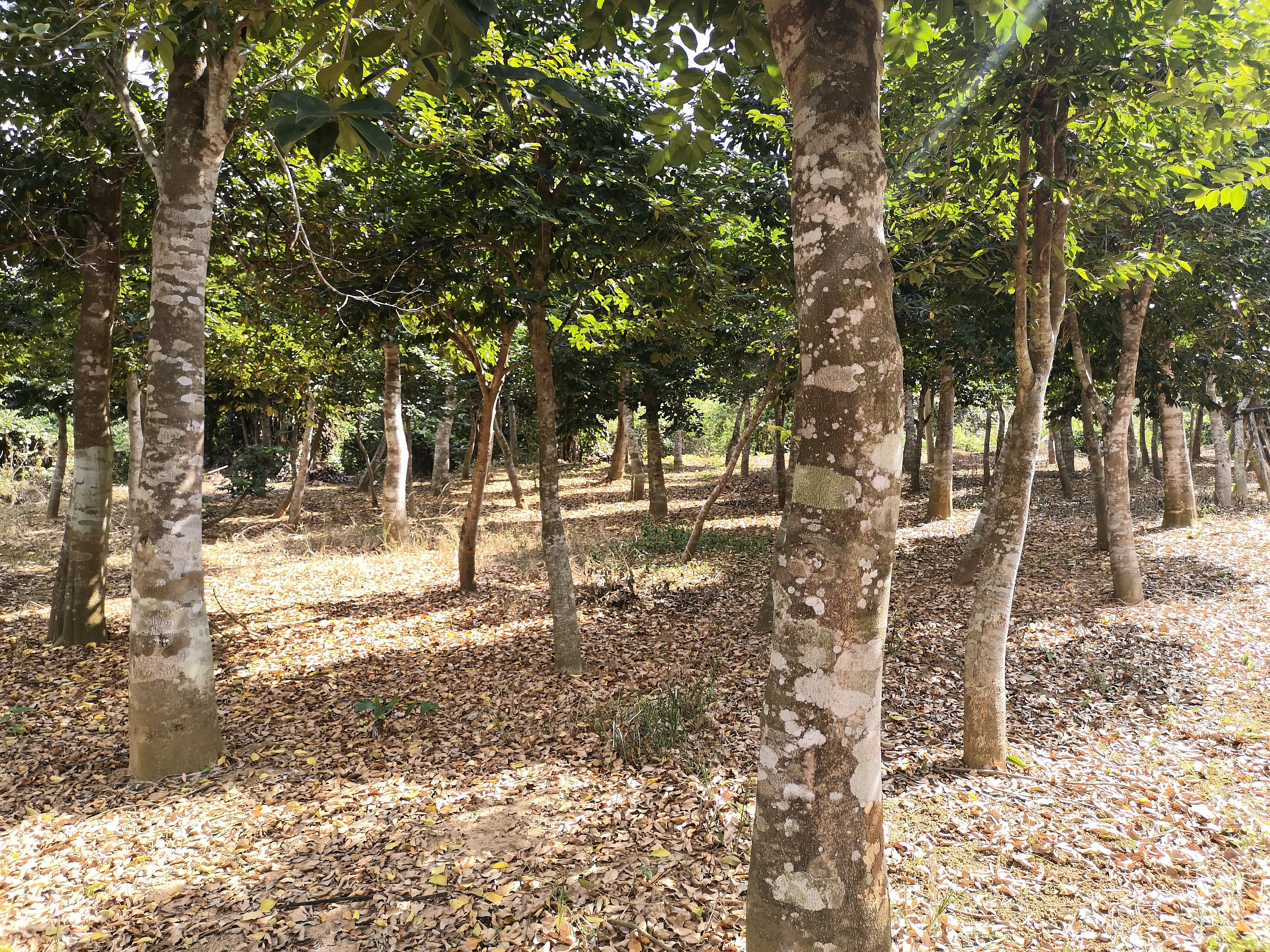 读屈大均所述沉香笔记(图2)