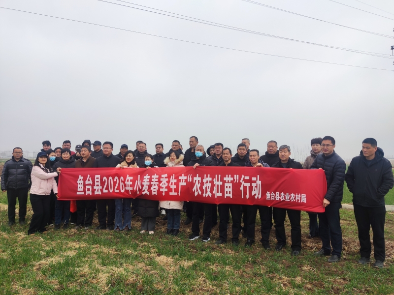 田间课堂开到鱼台 农技壮苗护航小麦丰产——省市县三级专家联合