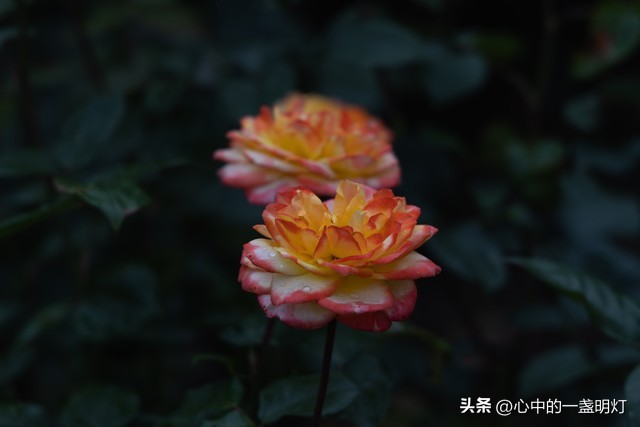 很多女人想不通，为什么男人一旦离了婚，宁可孤独终老也不愿复婚(图2)