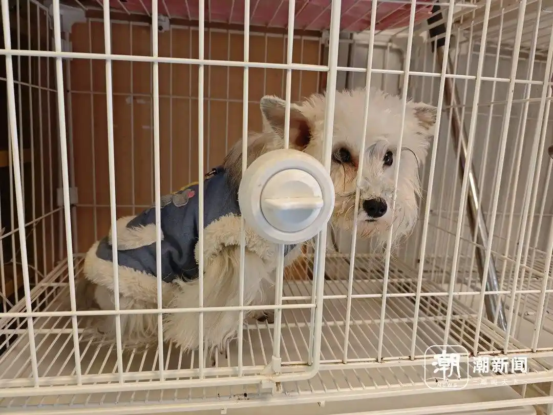 租客养宠退租后，屋子有味道怎么办？房东和租客都在找答案(图4)
