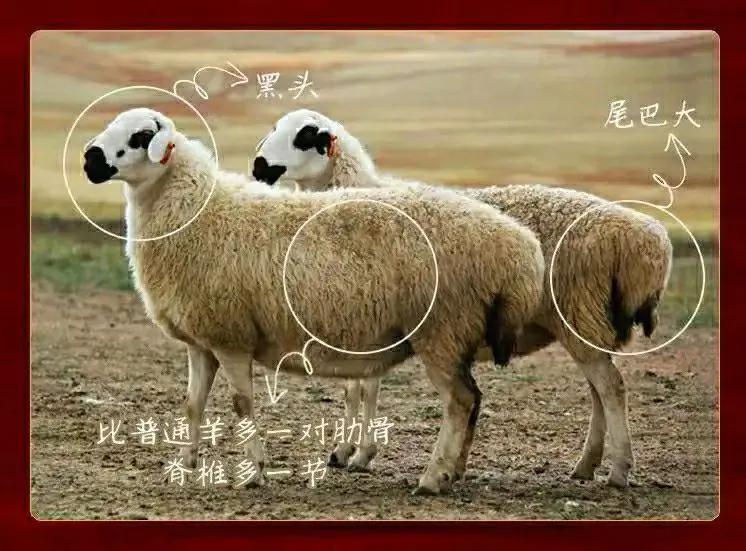 老北京涮锅的“文吃”和“武吃”