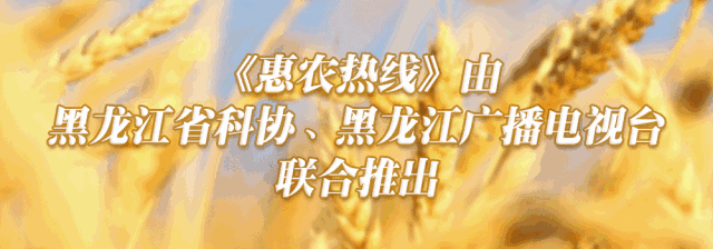 科普龙江丨不可思议!腊八蒜不仅能软化血管还能抗癌?别怪我告诉你晚了(图2)