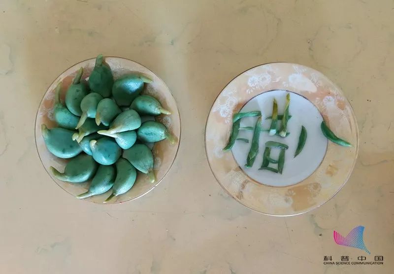 科普龙江丨不可思议!腊八蒜不仅能软化血管还能抗癌?别怪我告诉你晚了(图9)