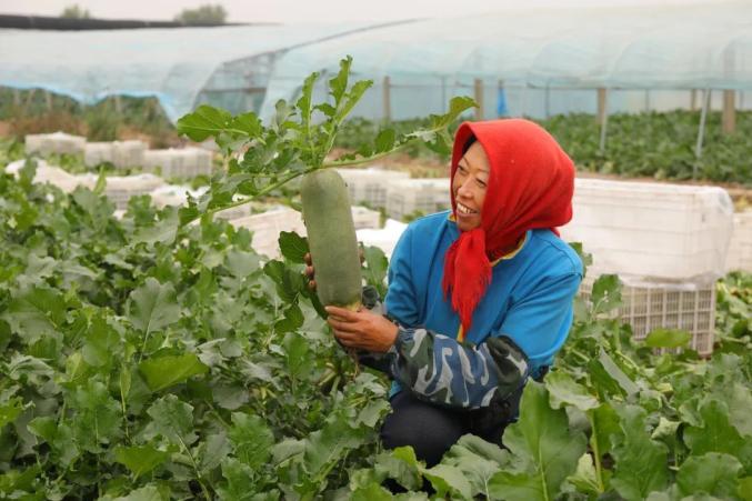 沙窝萝卜“摊牌”了：再过一周，更好吃！(图2)
