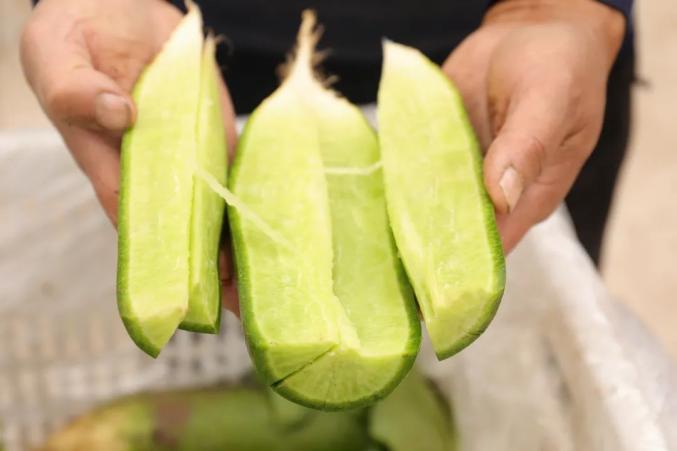 沙窝萝卜“摊牌”了：再过一周，更好吃！(图13)