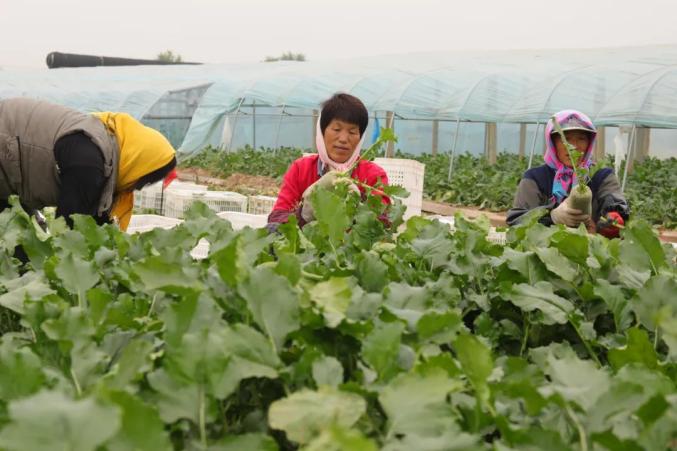 沙窝萝卜“摊牌”了：再过一周，更好吃！(图3)