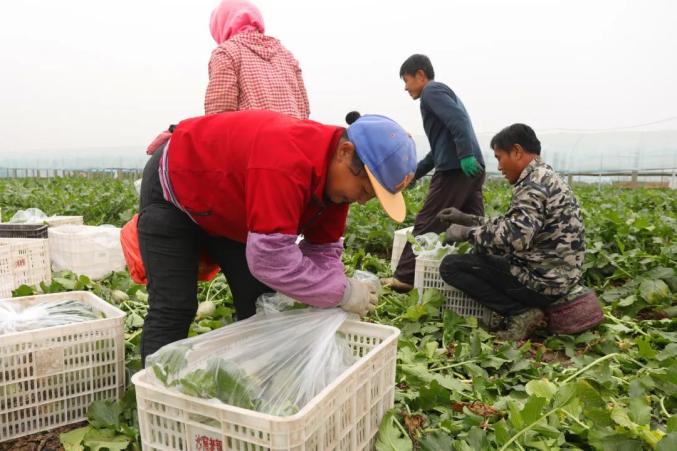 沙窝萝卜“摊牌”了：再过一周，更好吃！(图6)