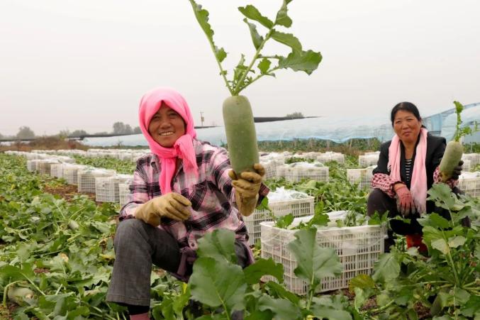沙窝萝卜“摊牌”了：再过一周，更好吃！(图8)