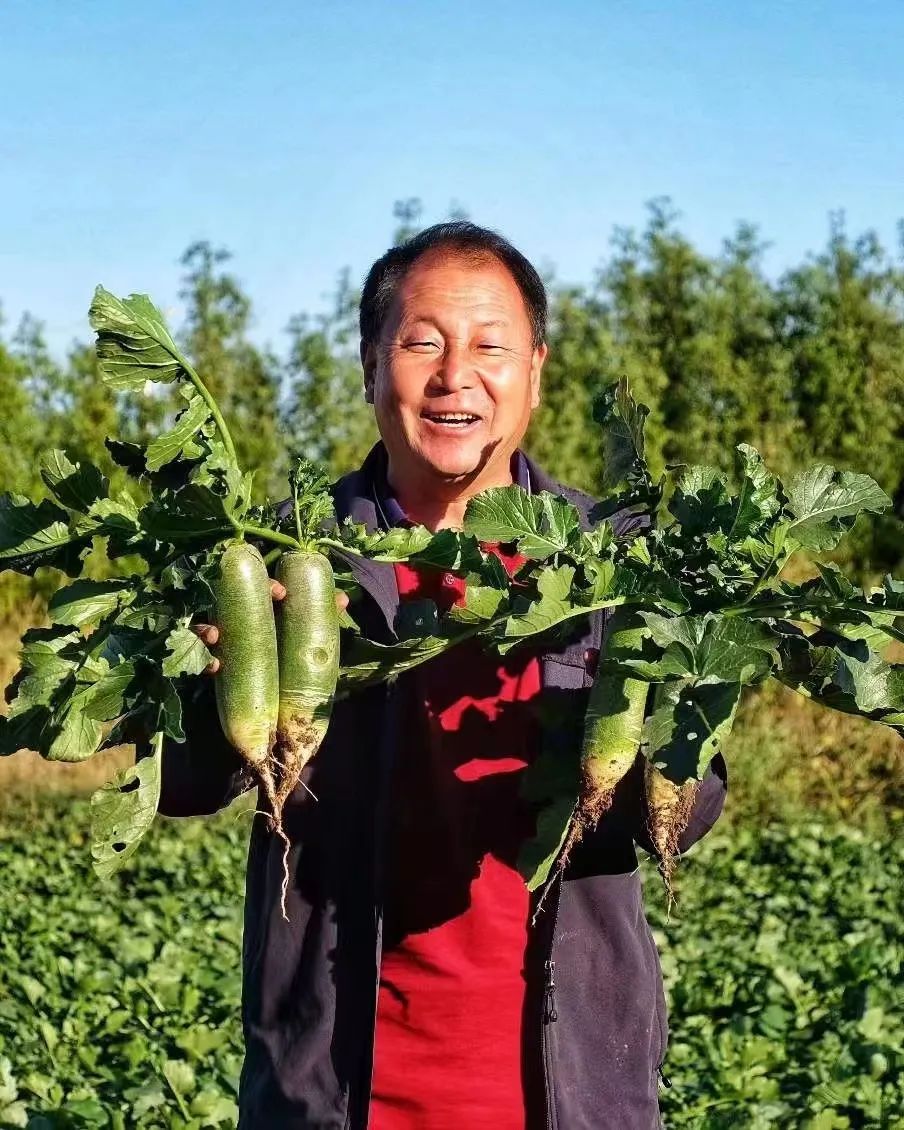 上了直播的沙窝萝卜，为何能够“赛鸭梨”？｜新春走基层(图2)
