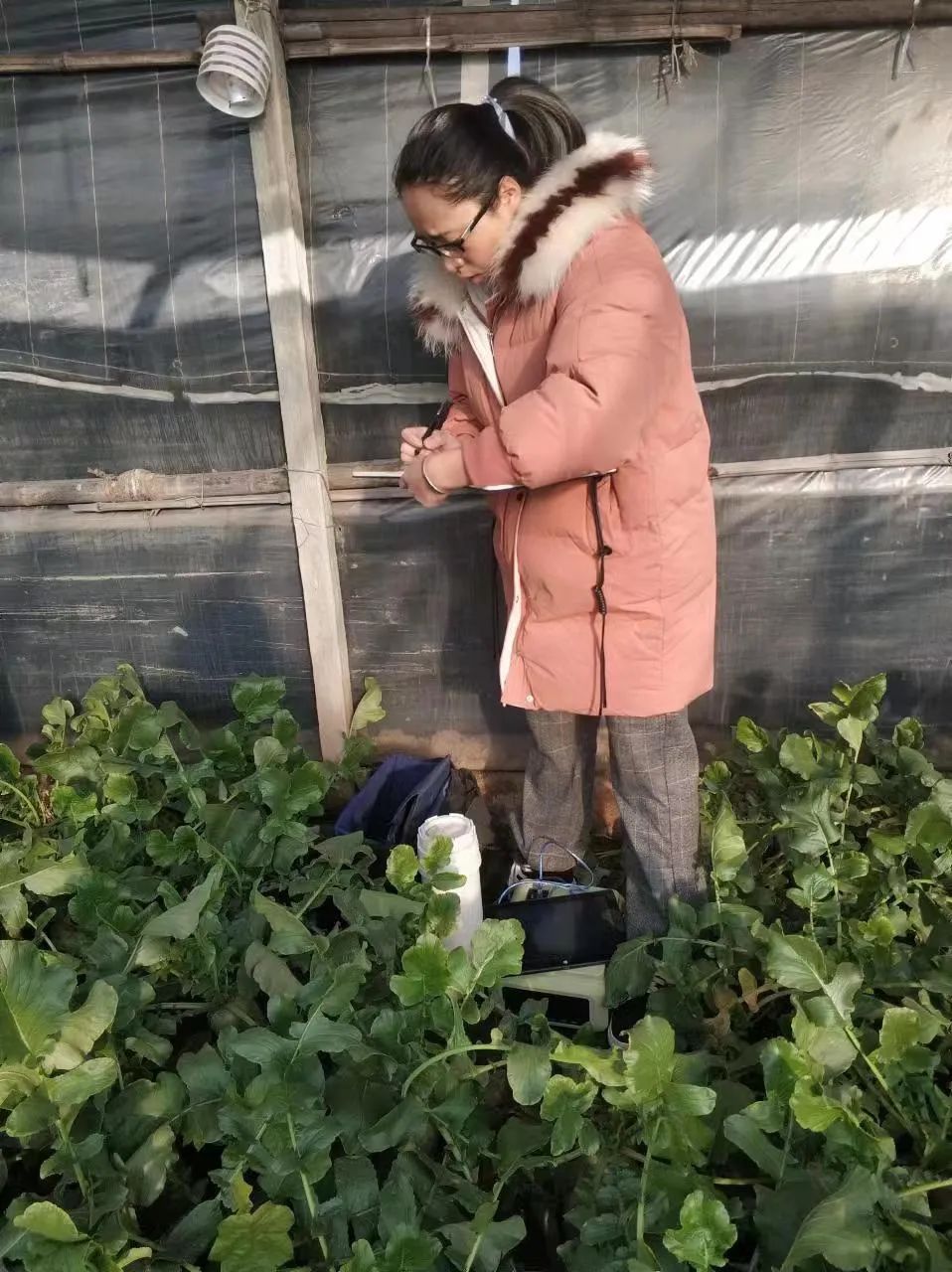 上了直播的沙窝萝卜，为何能够“赛鸭梨”？｜新春走基层(图3)