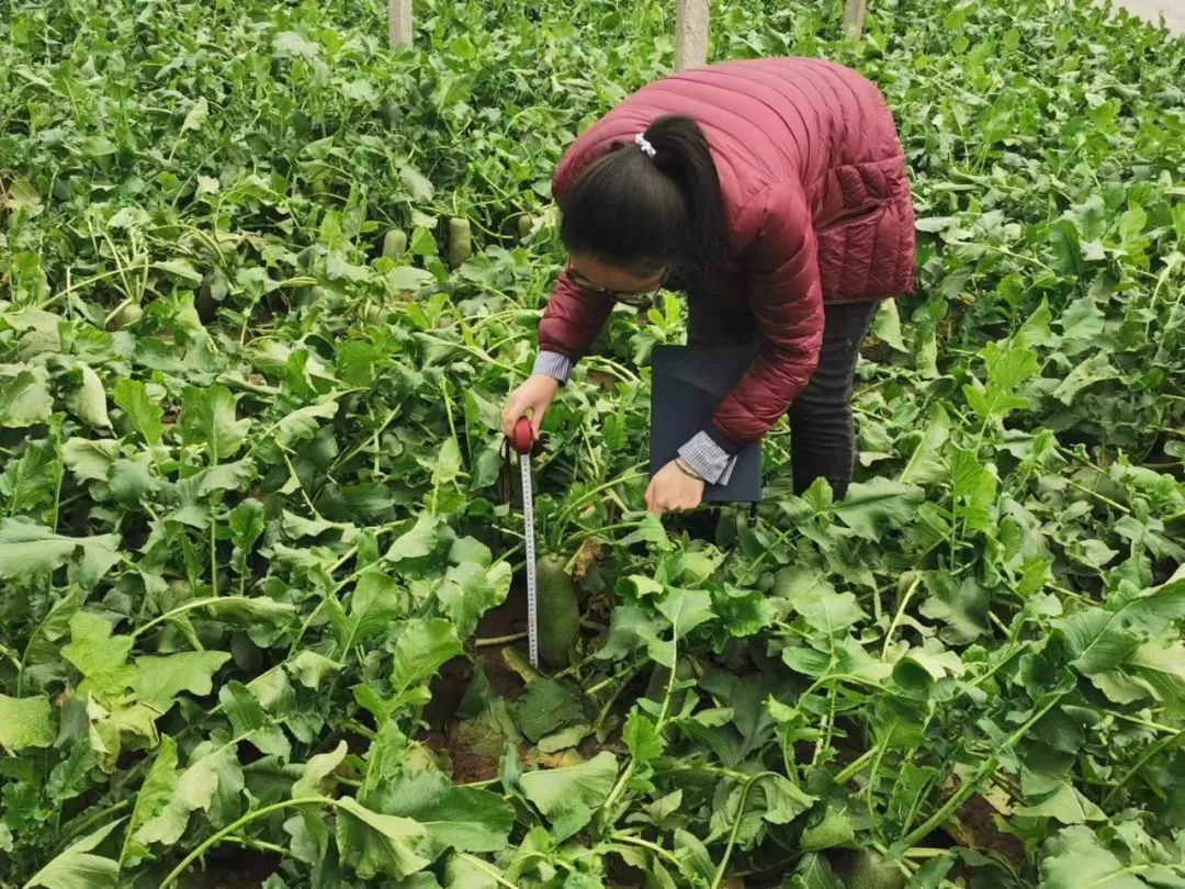 上了直播的沙窝萝卜，为何能够“赛鸭梨”？｜新春走基层(图4)
