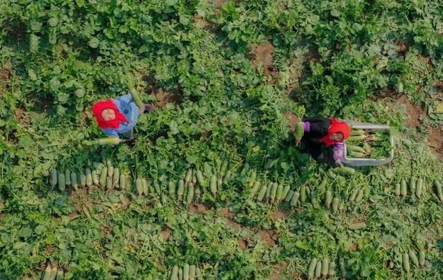 上了直播的沙窝萝卜，为何能够“赛鸭梨”？｜新春走基层(图5)