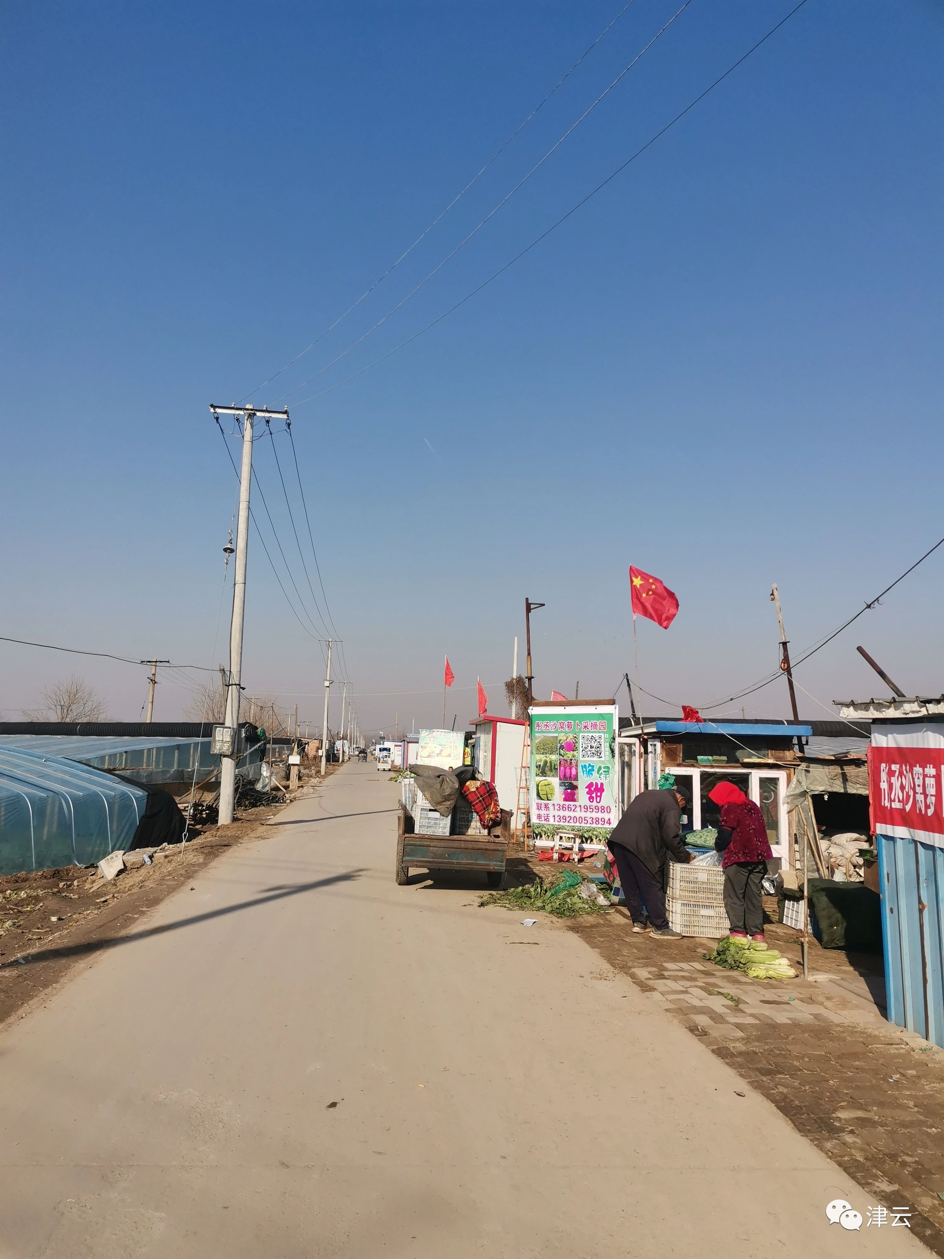 津彩行大运丨运河的水 高原的土 一支网红萝卜的百年传奇(图3)
