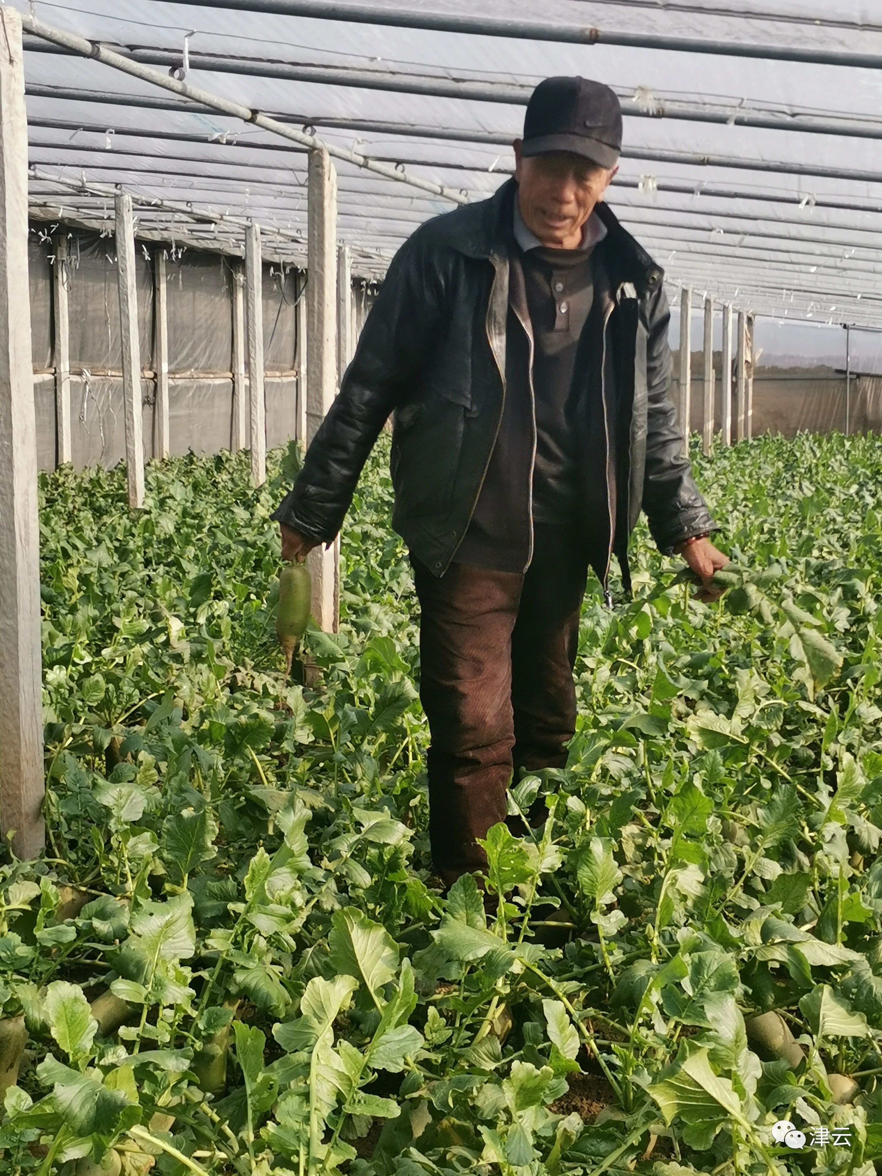 津彩行大运丨运河的水 高原的土 一支网红萝卜的百年传奇(图4)