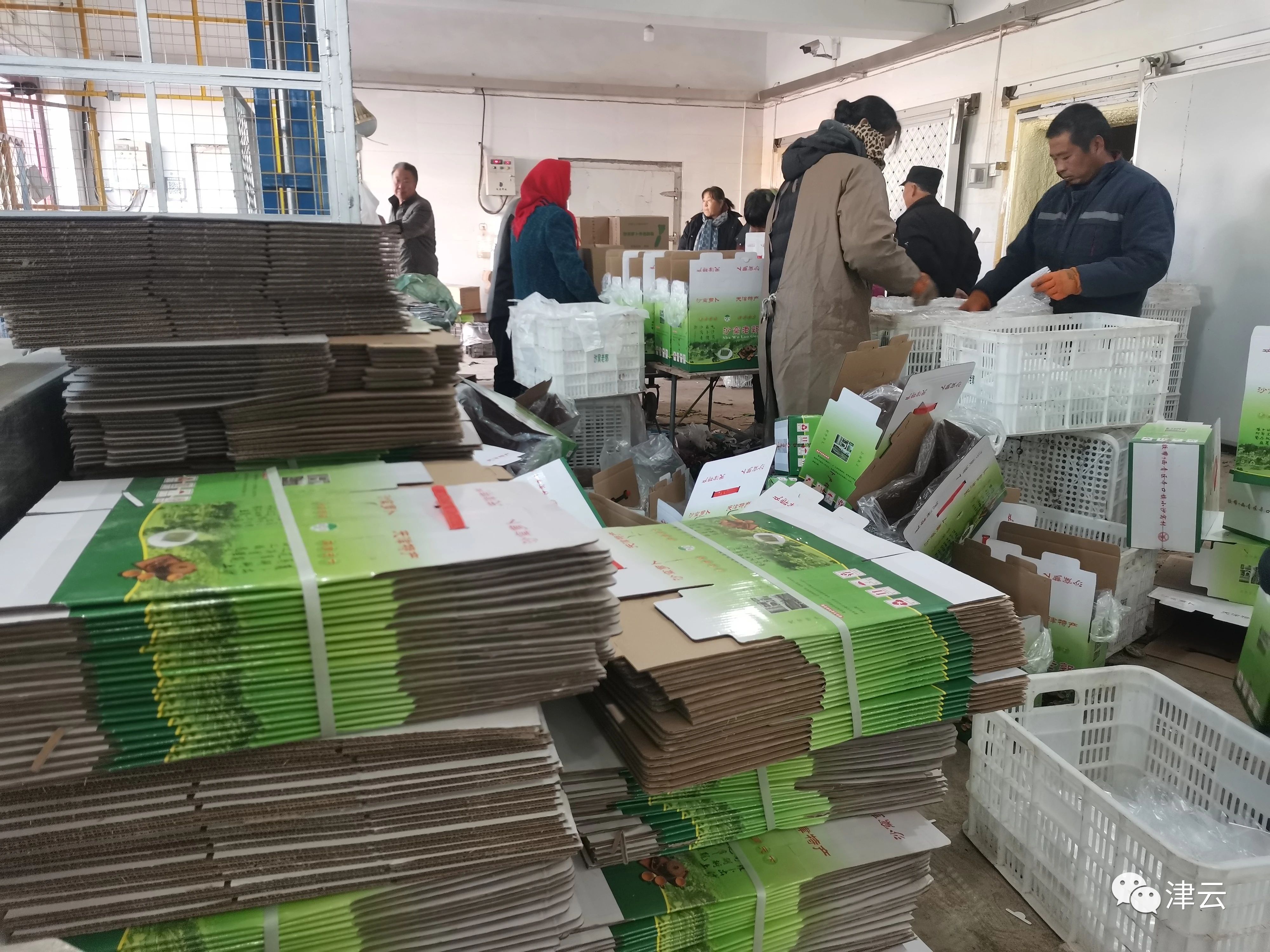 津彩行大运丨运河的水 高原的土 一支网红萝卜的百年传奇(图7)