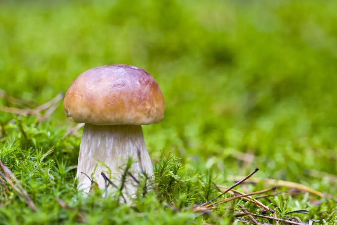 科普丨美味野生菌食用攻略(图4)