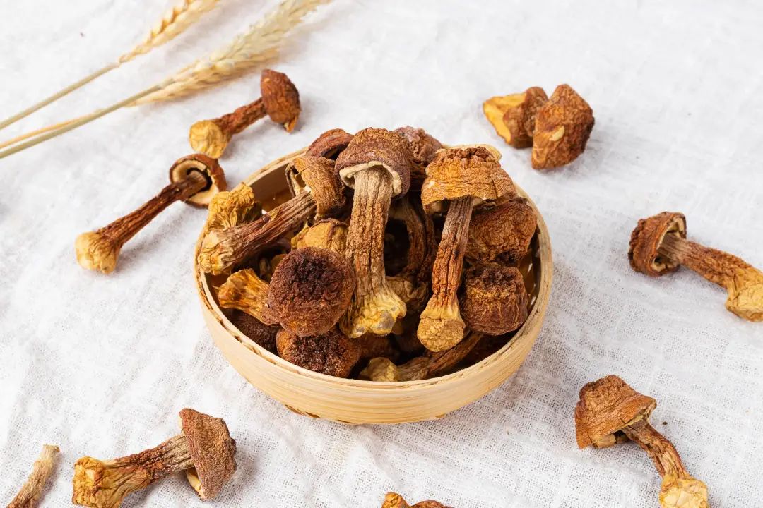 科普丨美味野生菌食用攻略(图5)