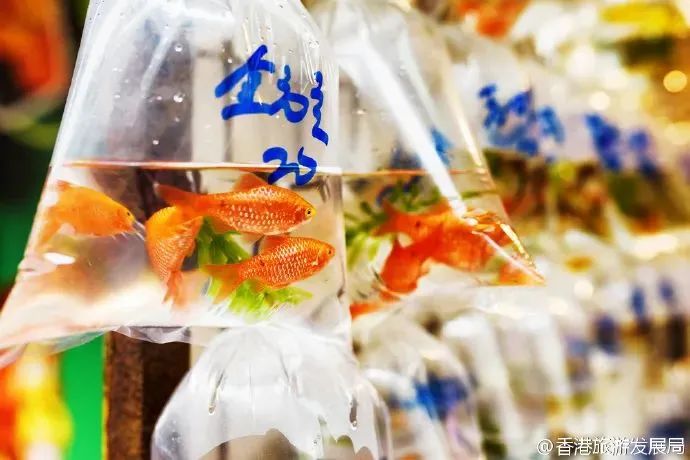 港俾你听｜美食部落、主题街市……原来你是这样的旺角(图12)