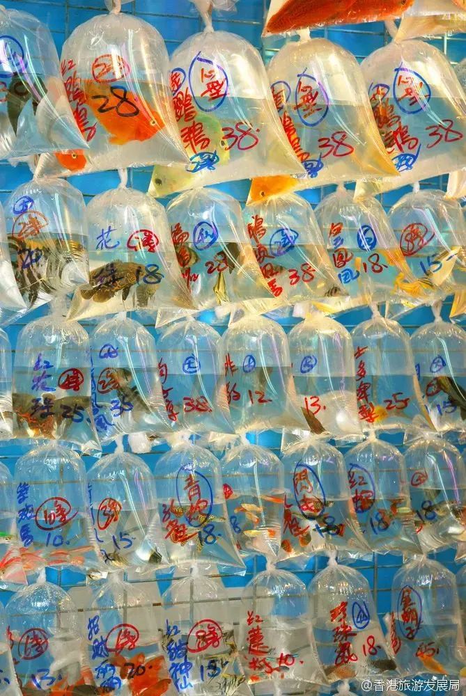 港俾你听｜美食部落、主题街市……原来你是这样的旺角(图13)
