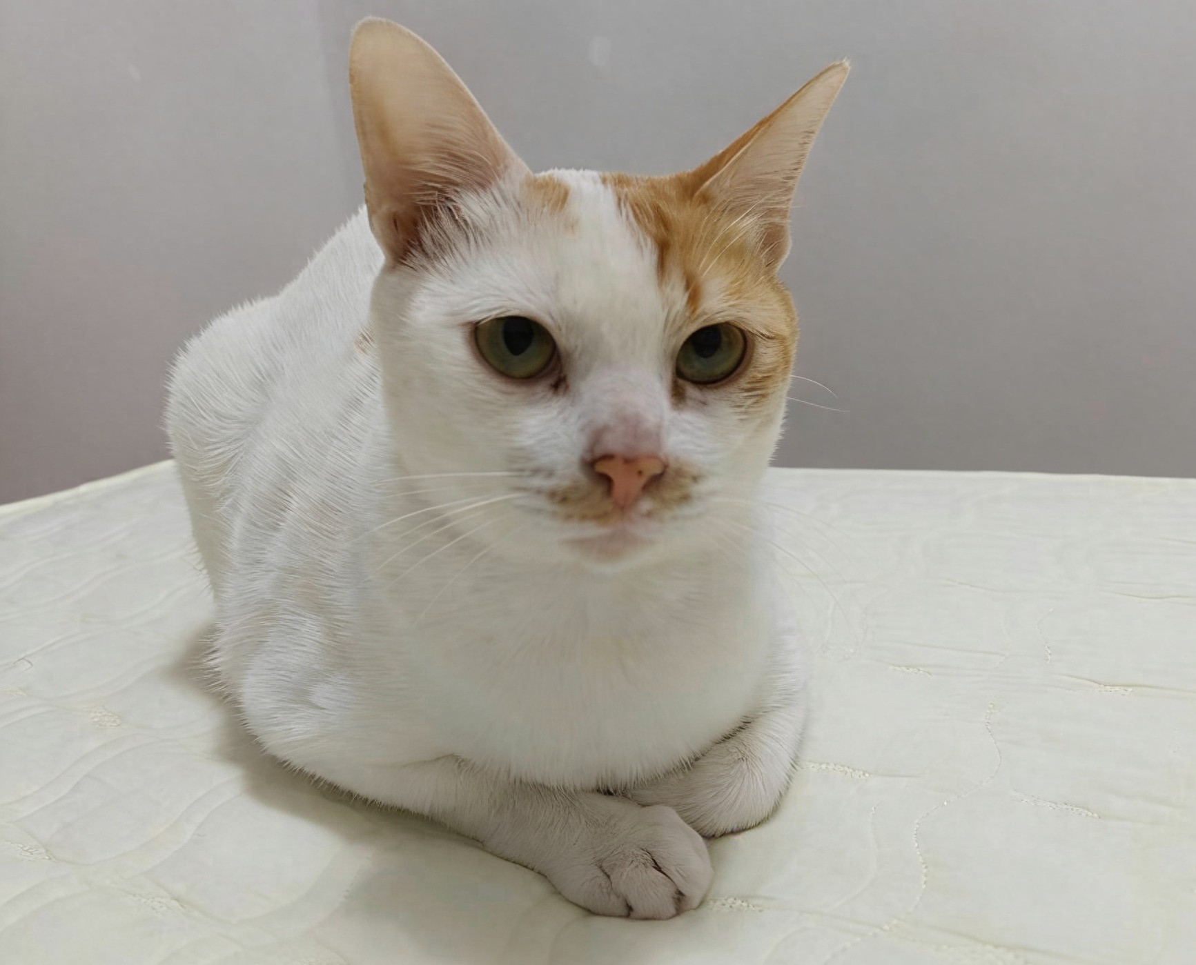 猫咪为什么喜欢进主人卧室？为了进卧室，不惜祭出大招
