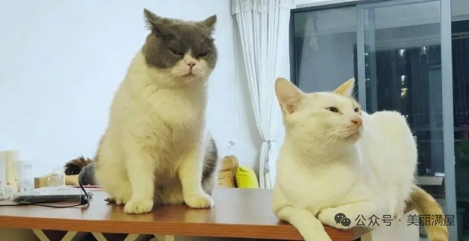 猫咪为什么喜欢进主人卧室？为了进卧室，不惜祭出大招(图3)