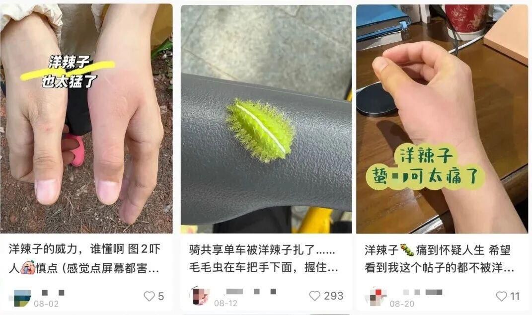 剧痛！近期这种毒虫频现，千万别碰(图1)