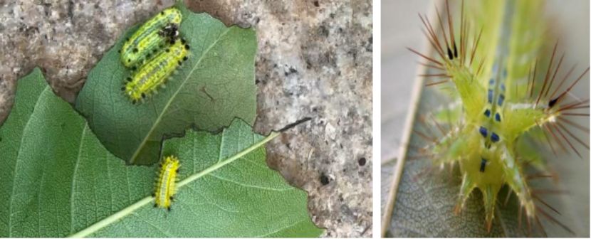 剧痛！近期这种毒虫频现，千万别碰(图4)