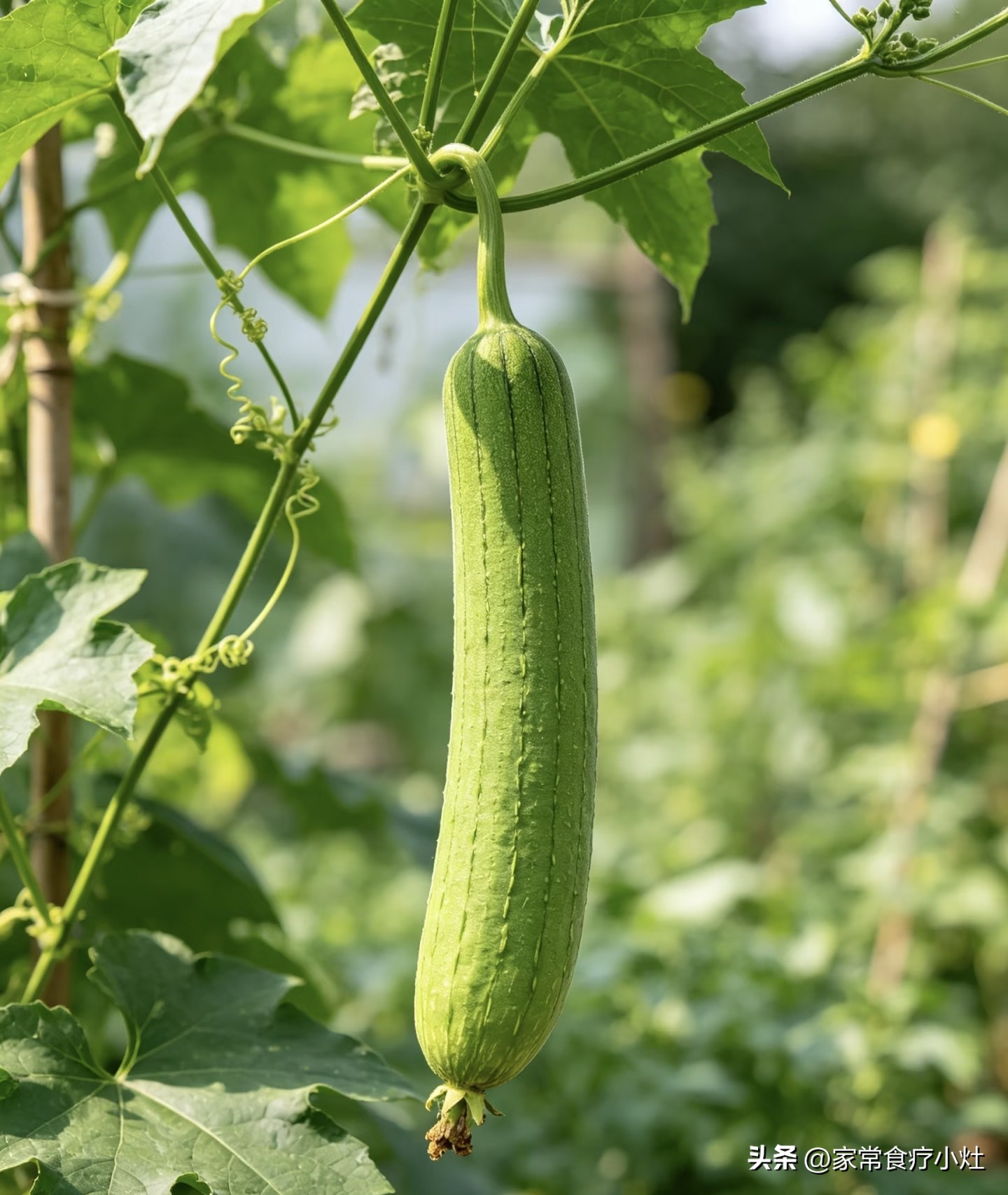 立秋后，少吃生菜丝瓜，多吃这3种“升阳菜”，补足精气神(图20)