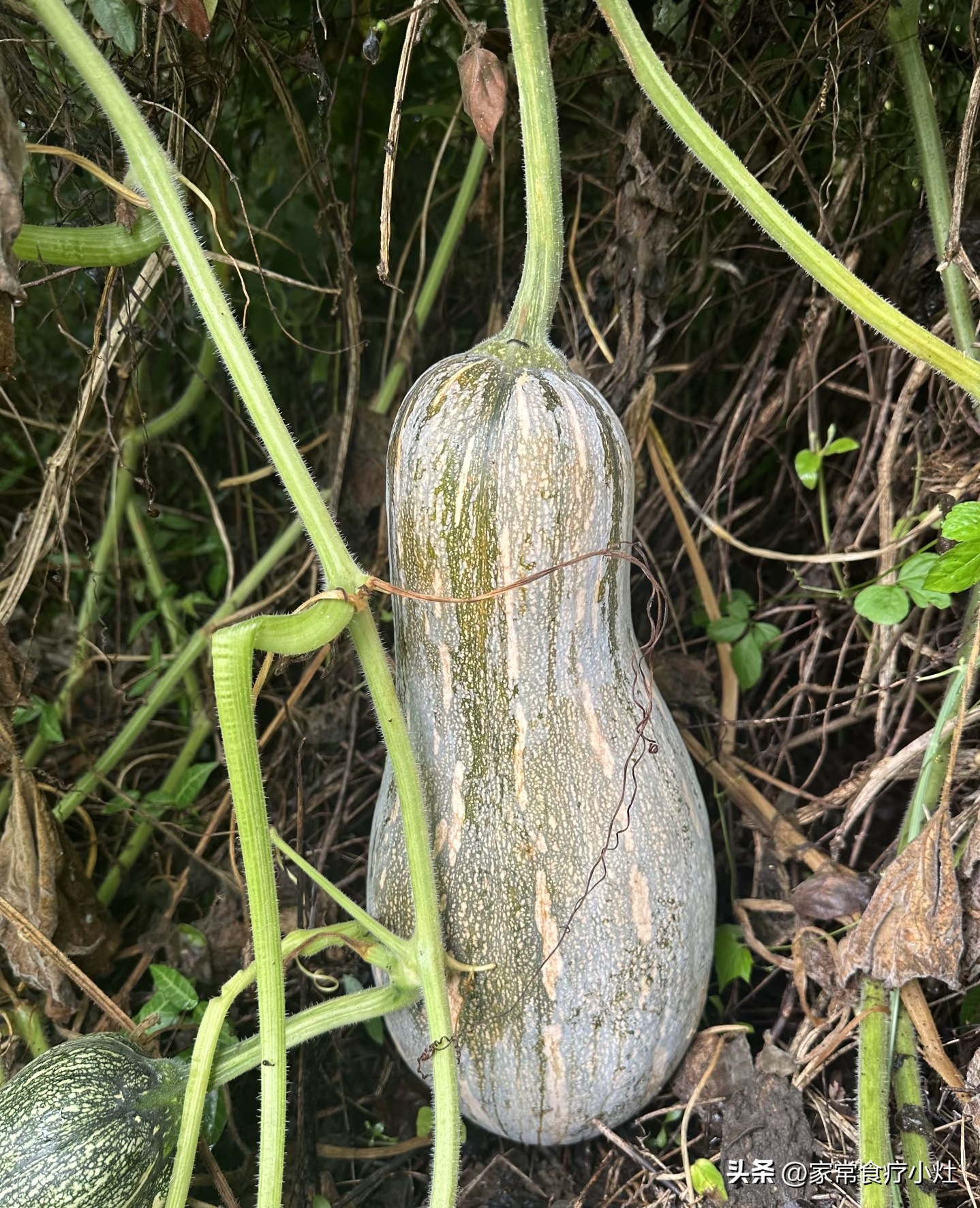 立秋后，少吃生菜丝瓜，多吃这3种“升阳菜”，补足精气神(图23)