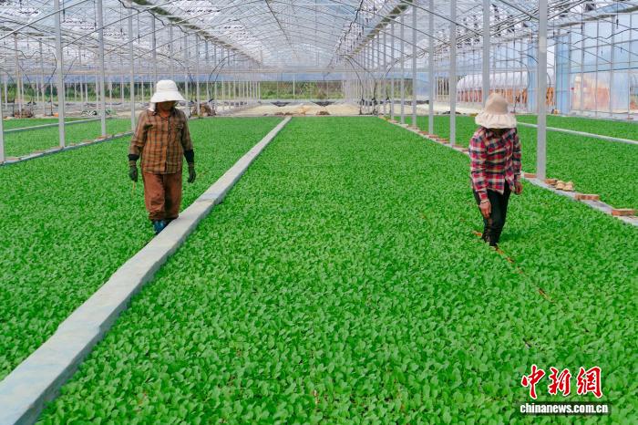 （活力中国）高端蔬菜从湖北小镇“飞入”中国人寻常食谱