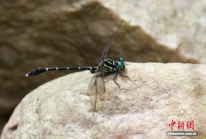 福建永安首现“水中宝石”华艳色蟌 扭尾曦春蜓刷新影像记录