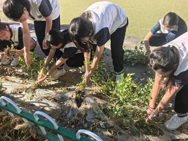 小田地，大课堂！北京中小学这样过丰收节(图4)
