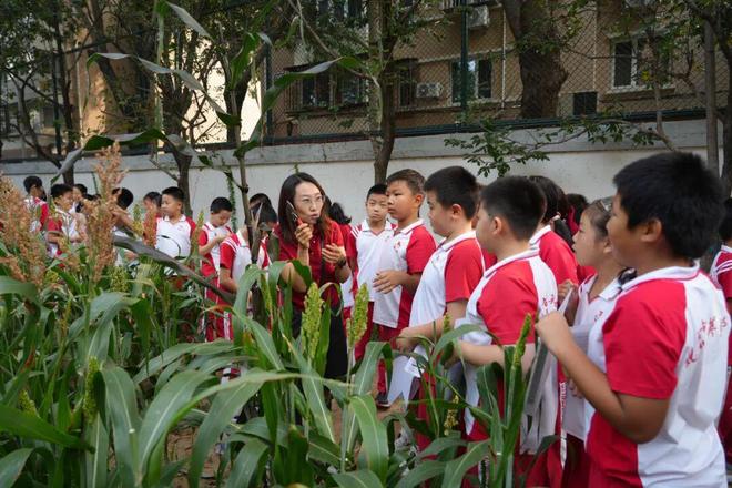 小田地，大课堂！北京中小学这样过丰收节(图5)