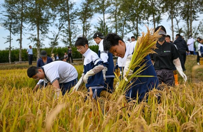 小田地，大课堂！北京中小学这样过丰收节(图8)