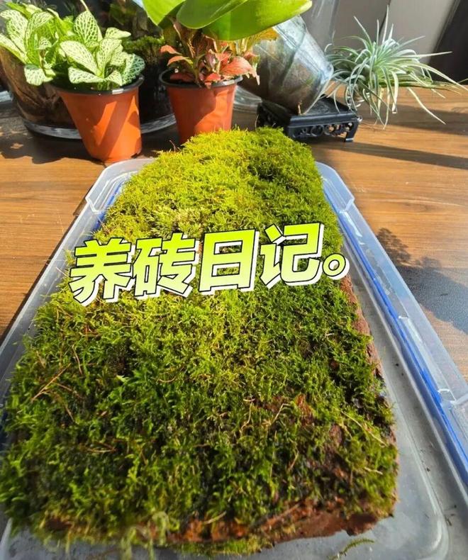 北上广年轻人,开始养砖头了(图2)