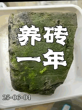 北上广年轻人,开始养砖头了(图3)