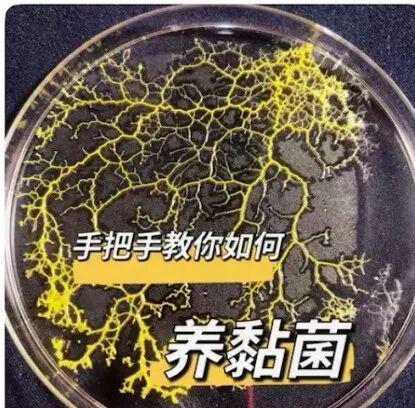 北上广年轻人,开始养砖头了(图21)